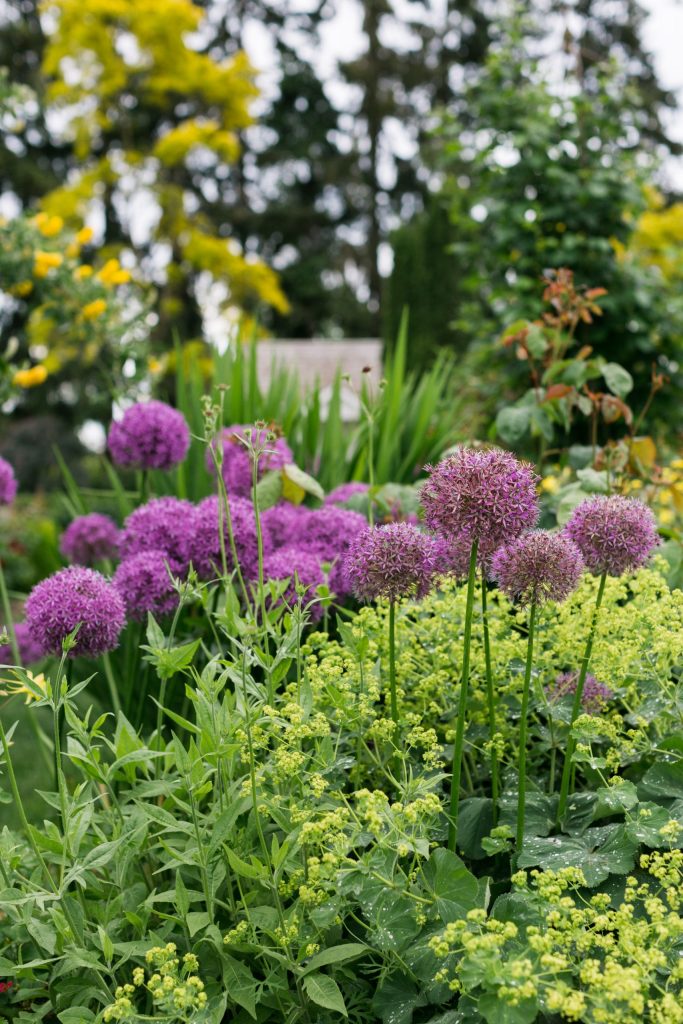 purple flowers