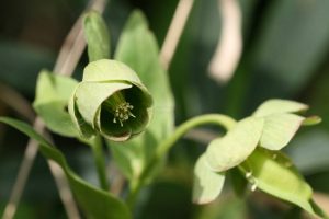 B-Helleborus-foetidus-5