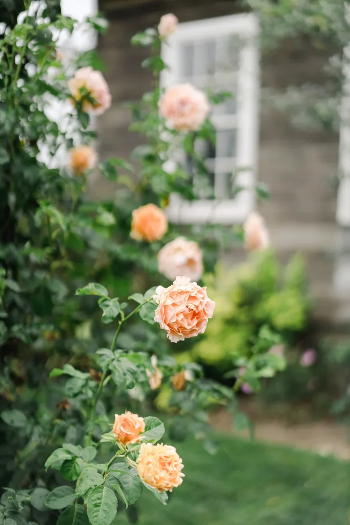 pink rose bush