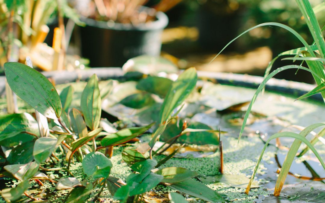 Water Gardens; Hardy & Tropical Water Plants