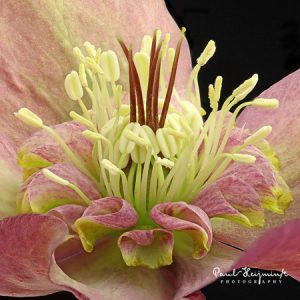 Helleborus orientalis