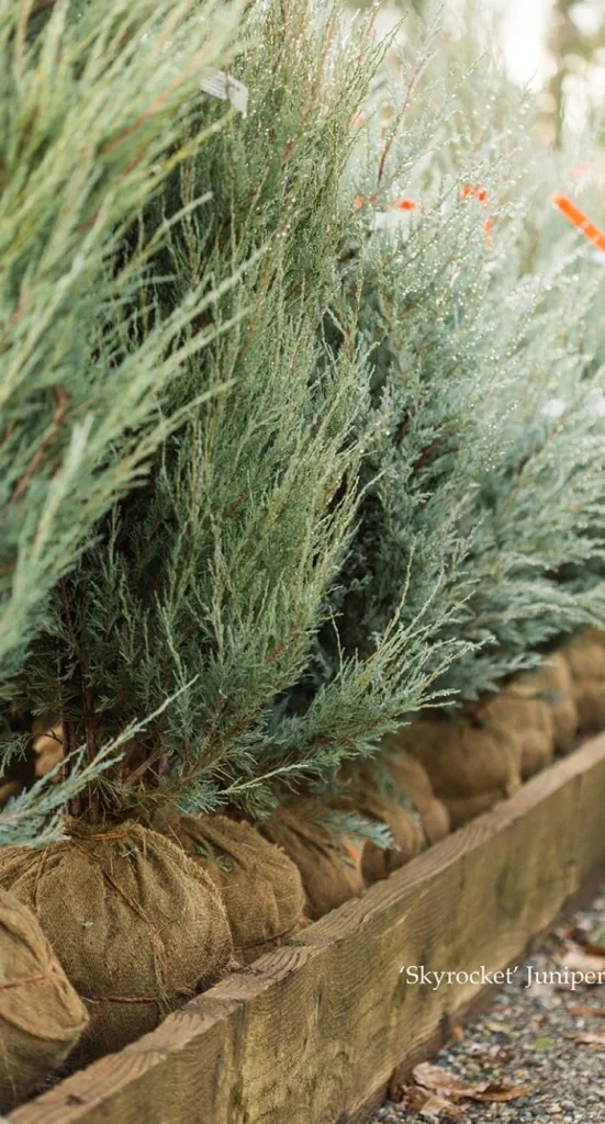 skyrocket juniper plants in a row