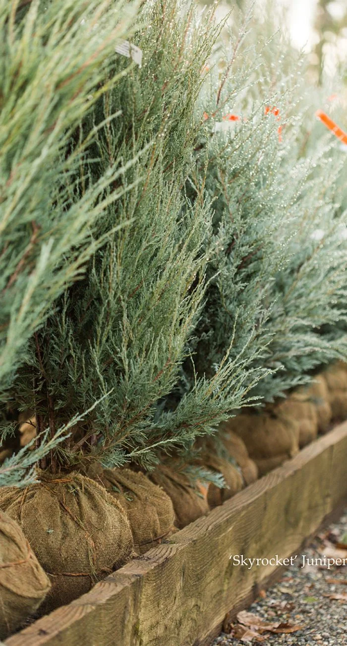 skyrocket juniper plants in a row