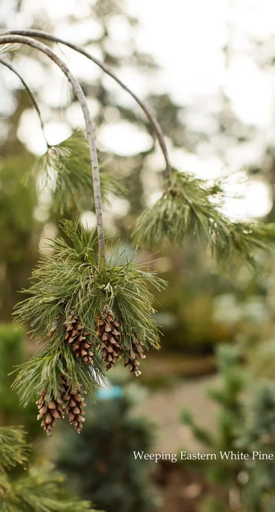 weeping eastern white pine branches