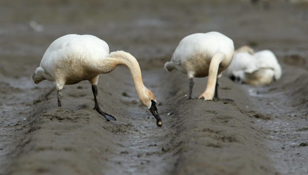 geese eating the muddy ground